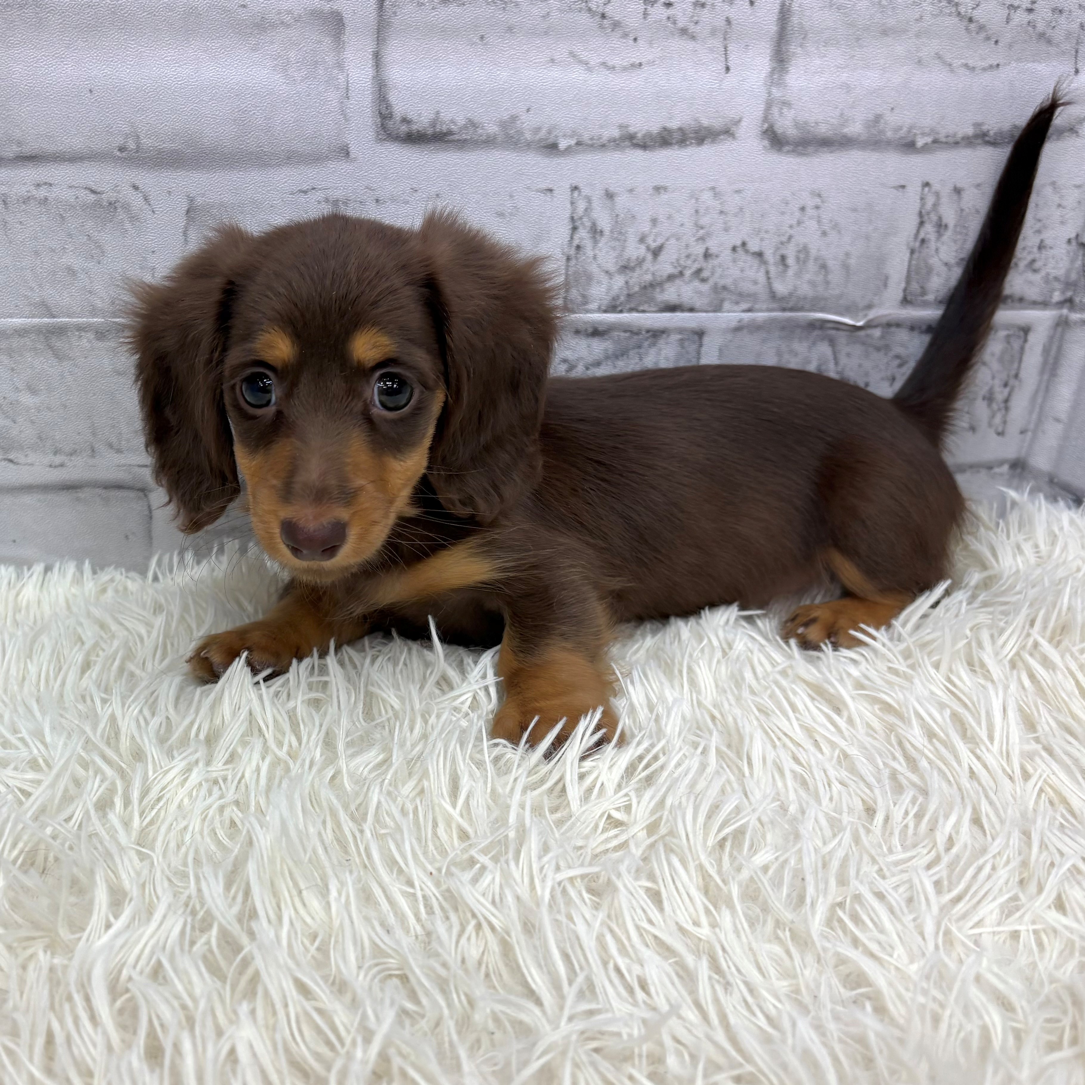 愛知県のミニチュアダックスフンド(ロング) (犬の家＆猫の里MEGAドン・キホーテ東海名和店/2026年2月12日生まれ/女の子/チョコレートタン)の子犬の4枚目の画像