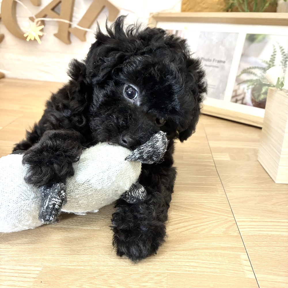 千葉県のトイプードル(トイ) (犬の家＆猫の里ワンズモール稲毛店/2026年2月16日生まれ/女の子/ブラック)の子犬の4枚目の画像