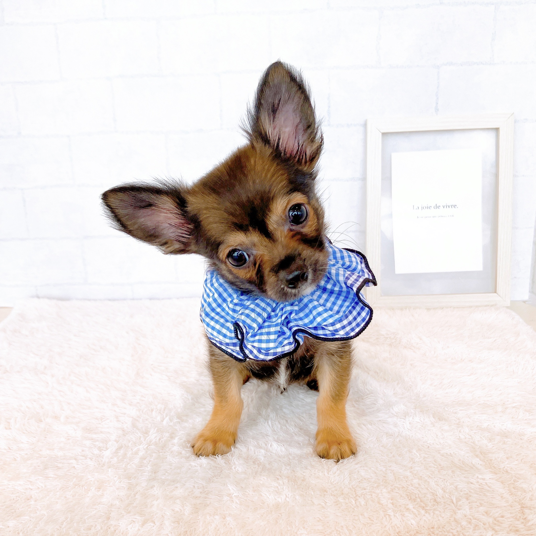 石川県のチワワ(ロング) (犬の家＆猫の里金沢店/2026年2月16日生まれ/男の子/レッドホワイト)の子犬の4枚目の画像