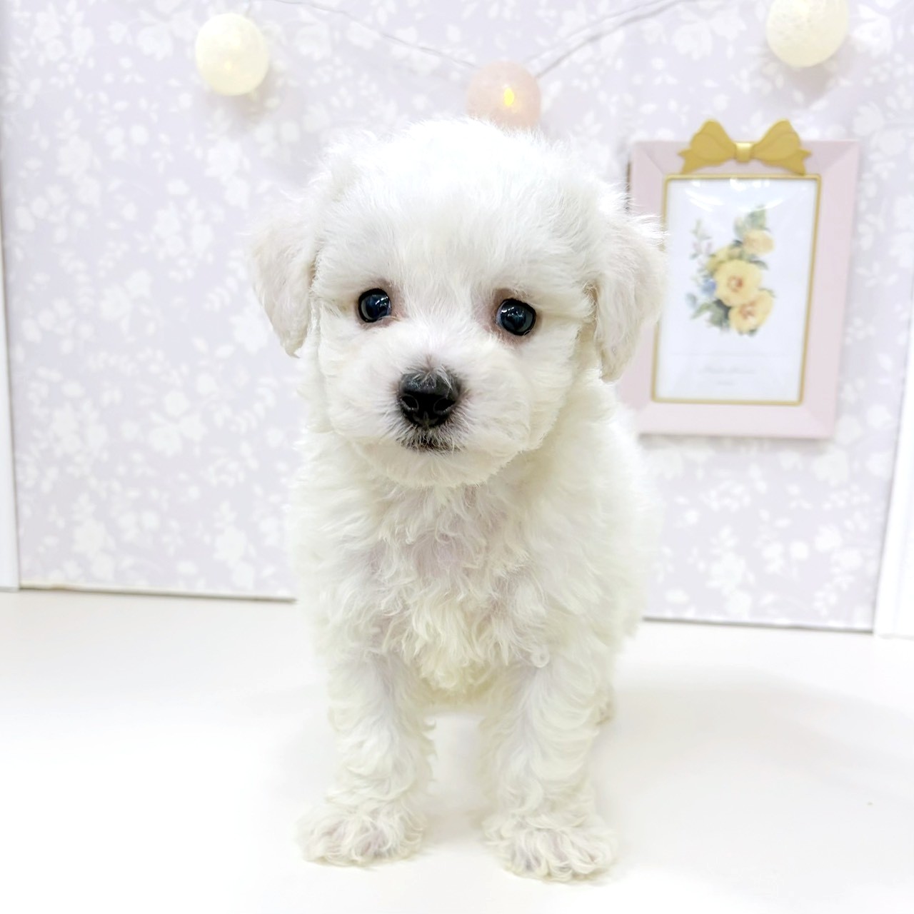 富山県のビションフリーゼ (犬の家＆猫の里アミーゴ高岡蓮花寺店/2026年2月15日生まれ/女の子/ホワイト)の子犬の4枚目の画像