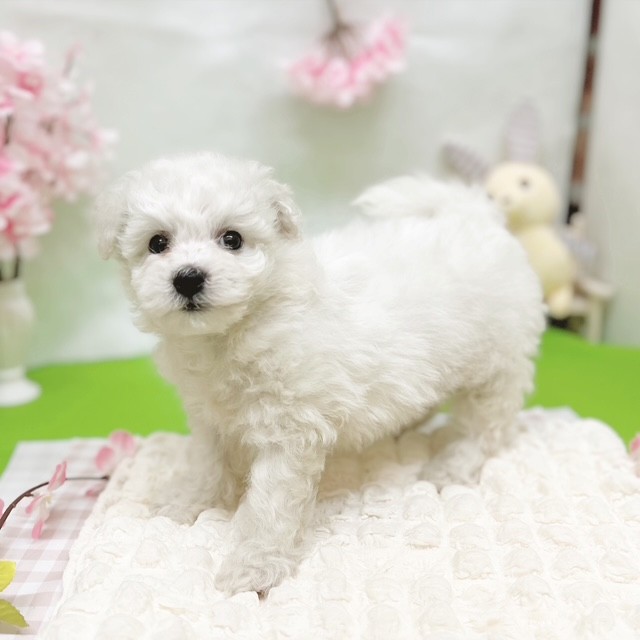 静岡県のビションフリーゼ (犬の家＆猫の里藤枝店/2026年2月15日生まれ/女の子/ホワイト)の子犬の4枚目の画像