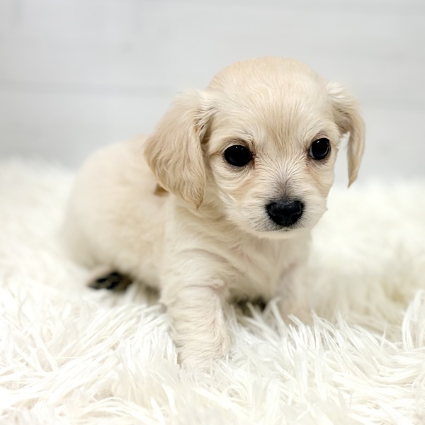 愛知県のチワックス(チワワ×ダックス) (犬の家＆猫の里豊田店/2026年2月16日生まれ/男の子/イエロー)の子犬の4枚目の画像