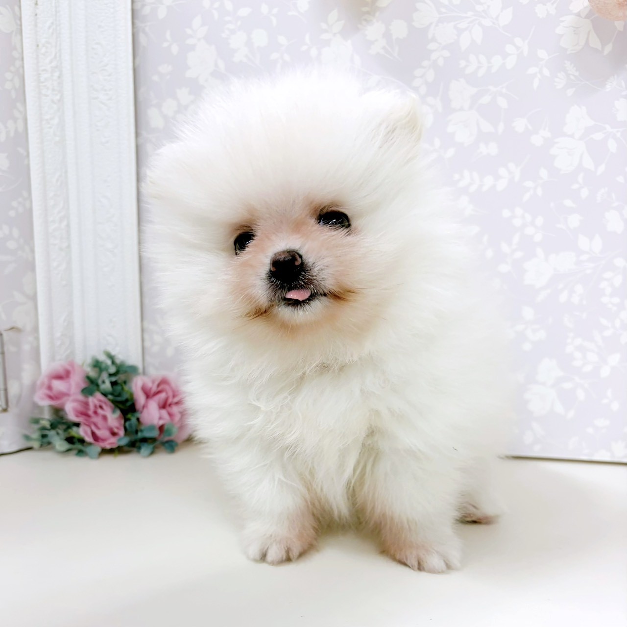 富山県のポメラニアン (犬の家＆猫の里アミーゴ高岡蓮花寺店/2026年2月14日生まれ/女の子/ホワイト)の子犬の4枚目の画像