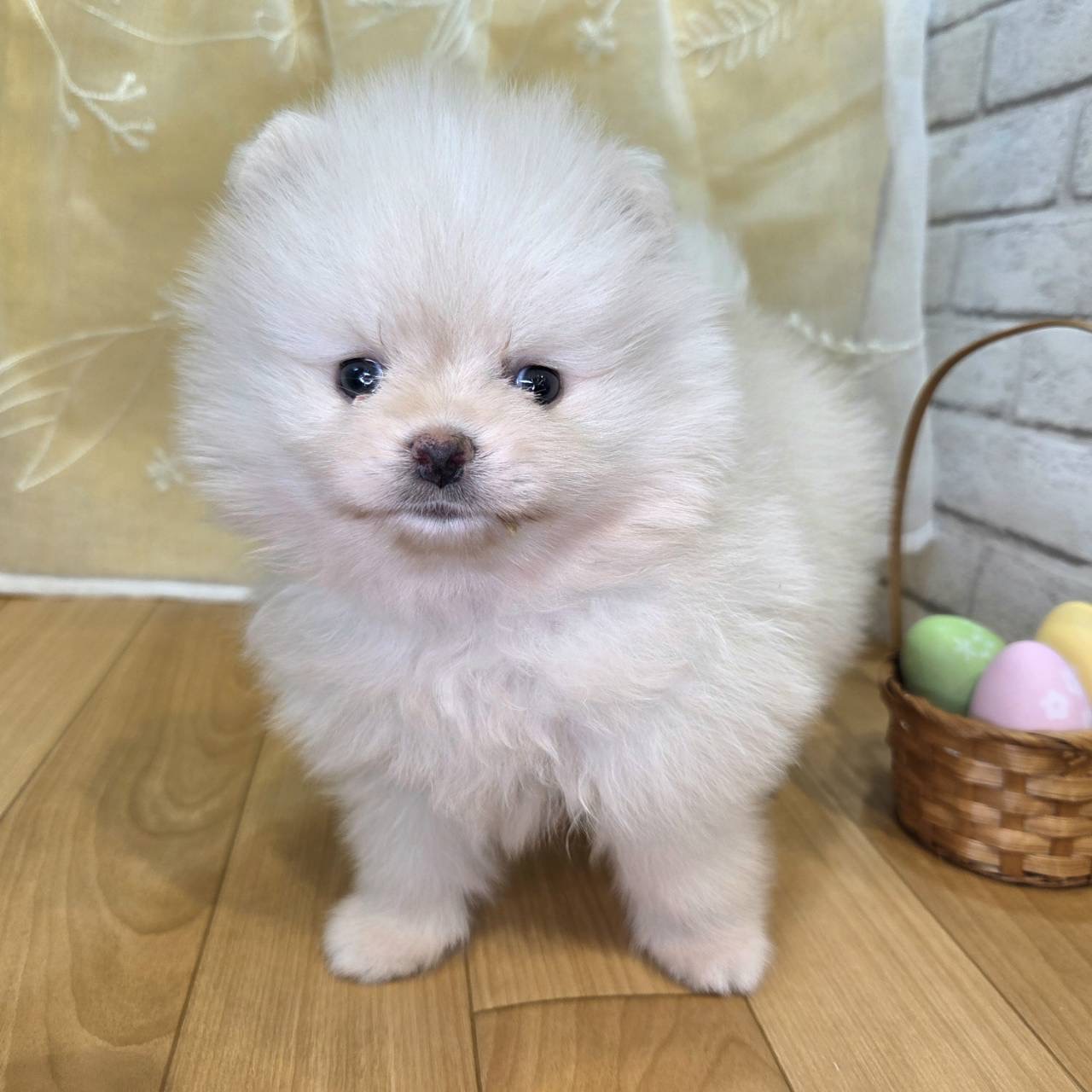 長野県のポメラニアン (犬の家＆猫の里カインズ梓川店/2026年2月15日生まれ/男の子/ホワイト)の子犬の4枚目の画像