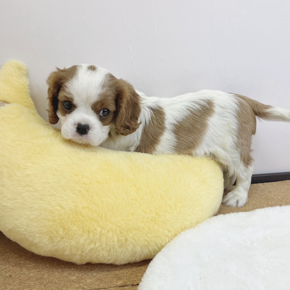 静岡県のキャバリアキングチャールズスパニエル (犬の家＆猫の里マークイズ静岡店/2026年2月12日生まれ/男の子/ブレンハイム)の子犬の4枚目の画像
