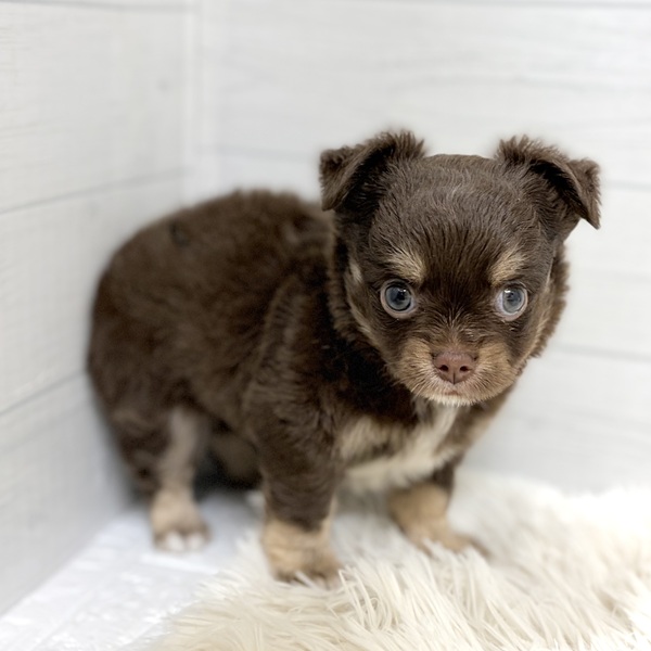 愛知県のチワワ(ロング) (犬の家＆猫の里豊田店/2026年2月15日生まれ/男の子/チョコレートタンホワイト)の子犬の4枚目の画像