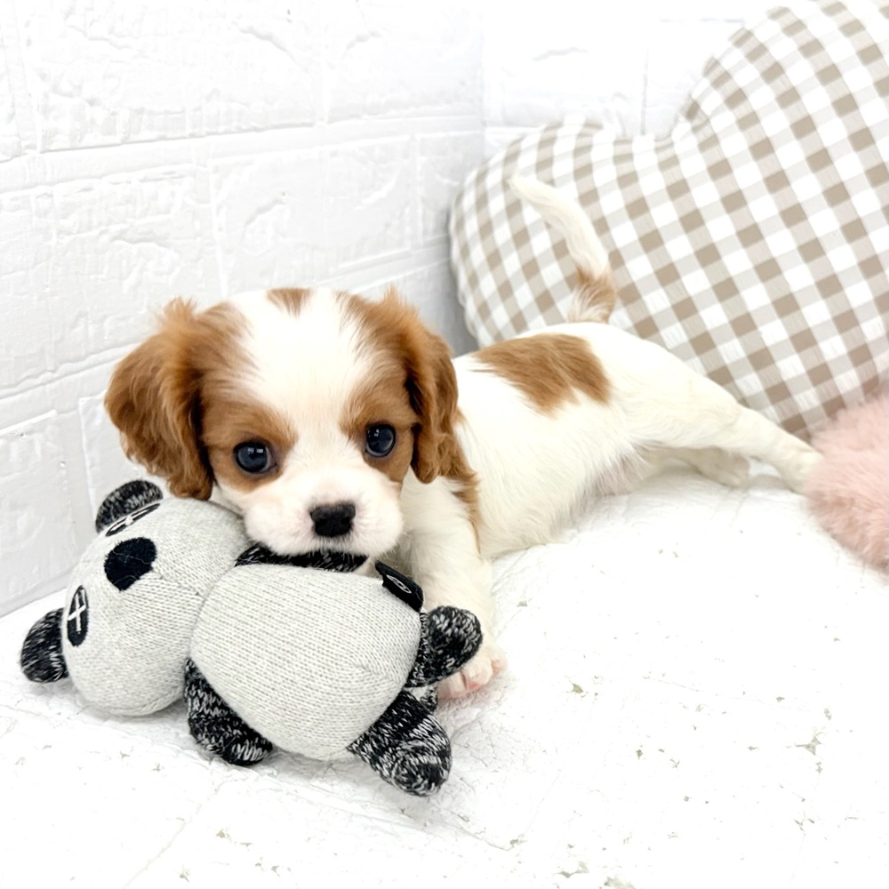 愛知県のキャバリアキングチャールズスパニエル (犬の家＆猫の里豊川インター店/2026年2月12日生まれ/女の子/ブレンハイム)の子犬の4枚目の画像