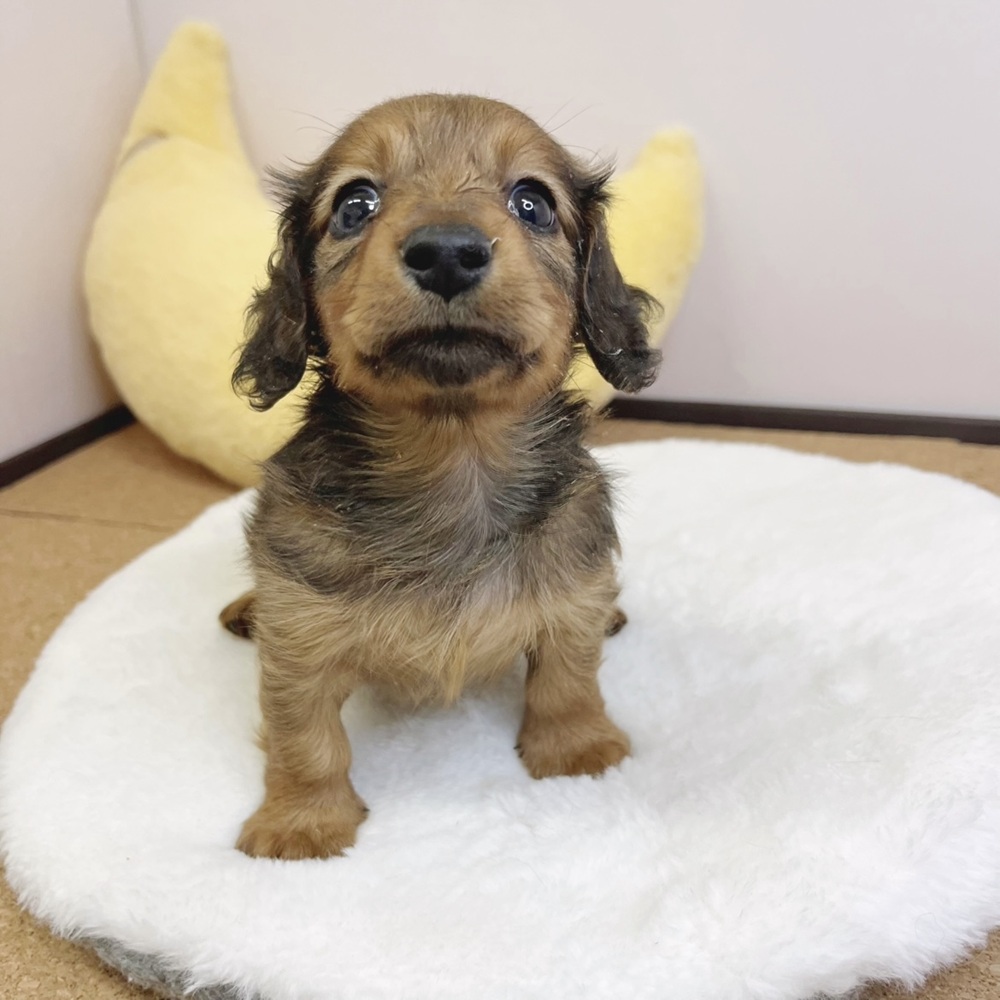 静岡県のミニチュアダックスフンド(ロング) (犬の家＆猫の里マークイズ静岡店/2026年2月15日生まれ/男の子/レッド)の子犬の4枚目の画像