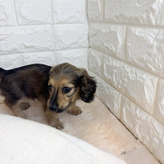 東京都のミニチュアダックスフンド(ロング) (犬の家＆猫の里新宿店/2026年2月15日生まれ/男の子/シェーデットイエロー)の子犬の4枚目の画像