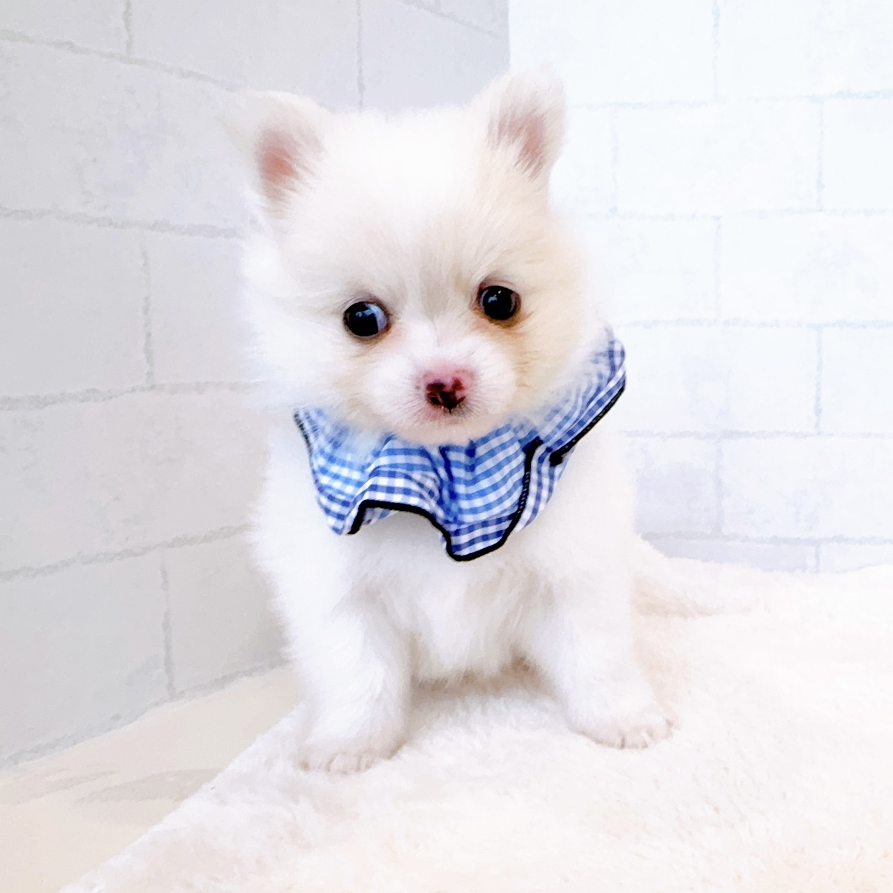 石川県のポメチワ/チワポメ/ポメチー(ポメラニアン×チワワ) (犬の家＆猫の里金沢店/2026年2月17日生まれ/男の子/クリーム)の子犬の4枚目の画像