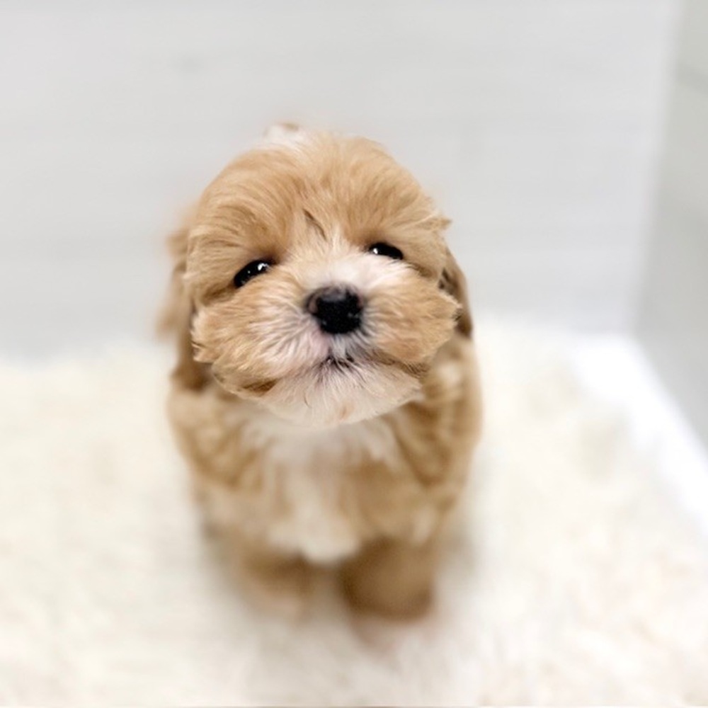 愛知県のマルプー(マルチーズ×プードル) (犬の家＆猫の里豊田店/2026年2月14日生まれ/男の子/アプリコット)の子犬の4枚目の画像