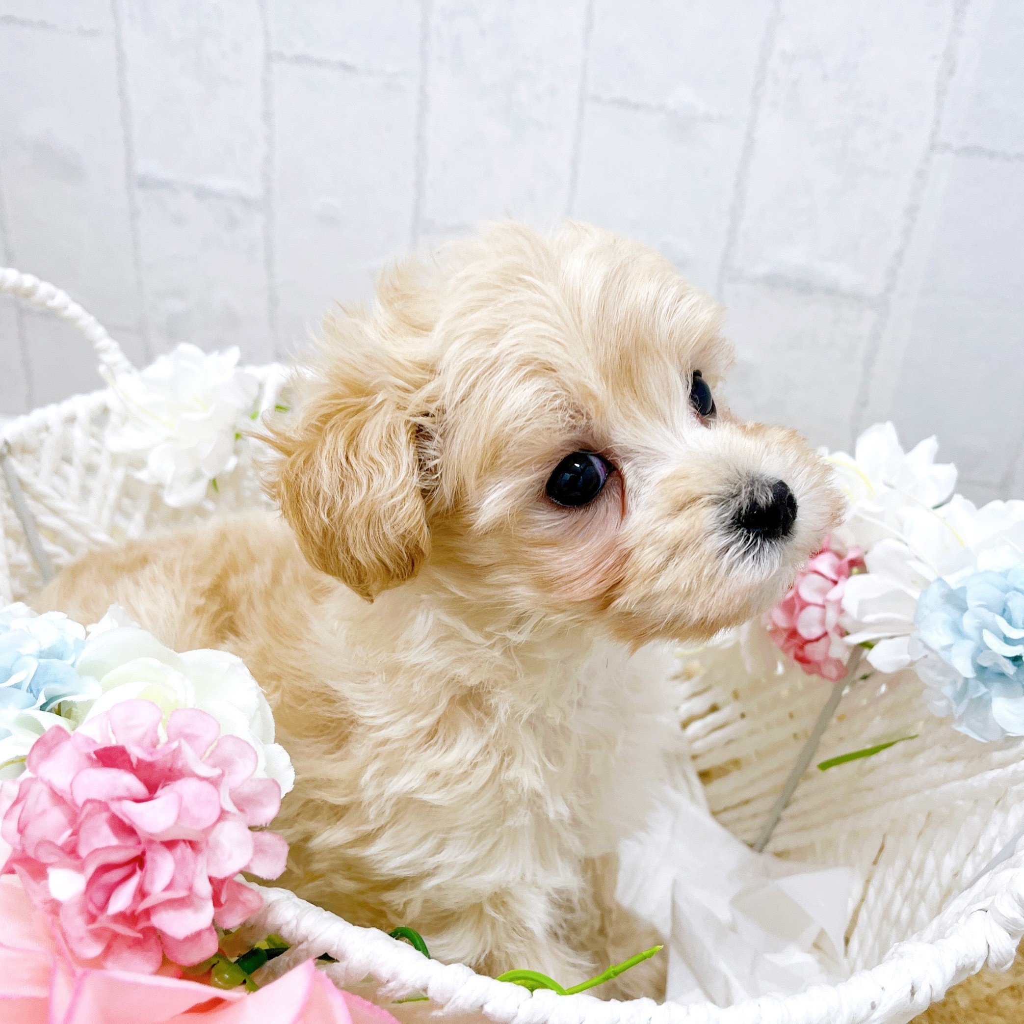 石川県のマルプー(マルチーズ×プードル) (犬の家＆猫の里アミーゴ金沢有松店/2026年2月15日生まれ/男の子/アプリコット)の子犬の4枚目の画像