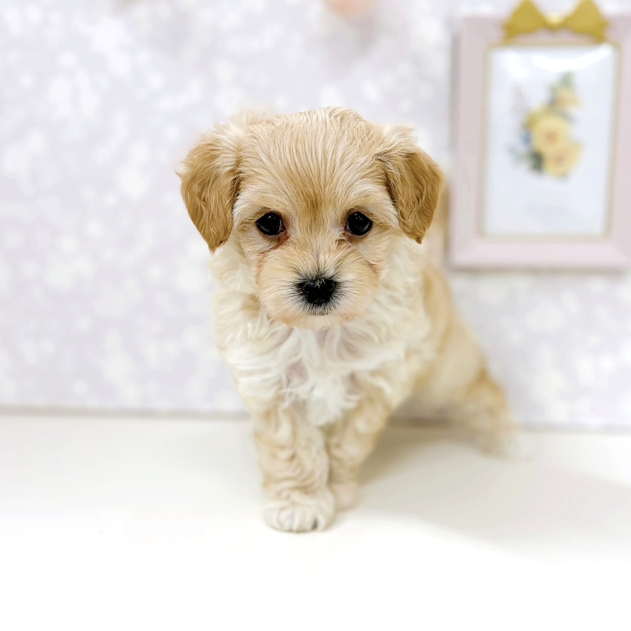 富山県のマルプー(マルチーズ×プードル) (犬の家＆猫の里アミーゴ高岡蓮花寺店/2026年2月15日生まれ/男の子/アプリコット)の子犬の4枚目の画像