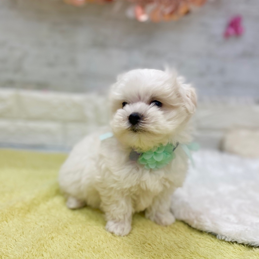 静岡県のマルチーズ (犬の家＆猫の里プレ葉ウォーク浜北店/2026年2月17日生まれ/男の子/ホワイト)の子犬の4枚目の画像