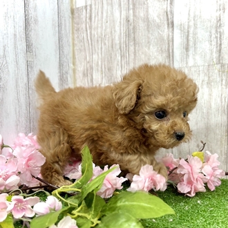 神奈川県のチワプー/プーチー(チワワ×プードル) (犬の家＆猫の里小田原店/2026年2月15日生まれ/男の子/レッド)の子犬の4枚目の画像