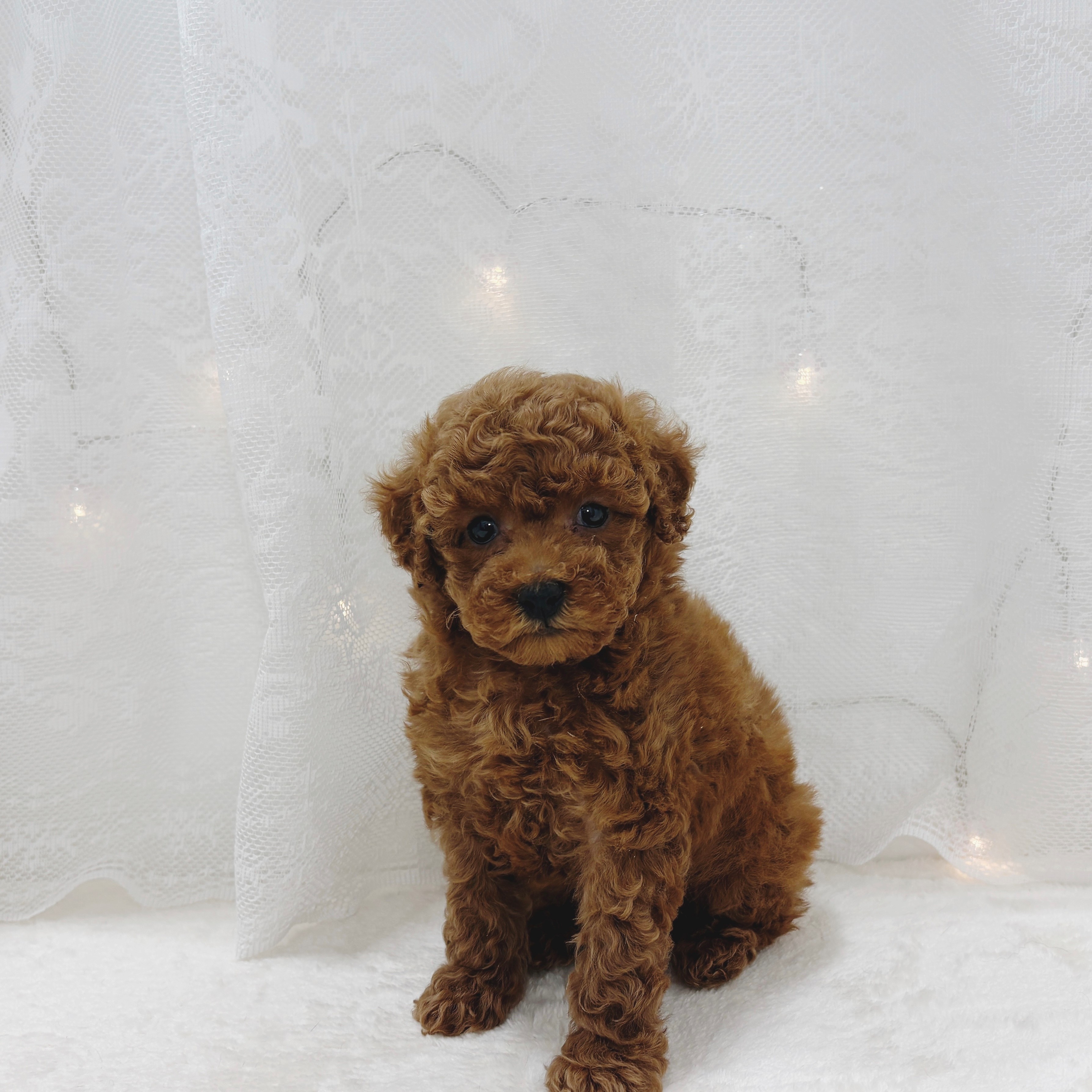 千葉県のトイプードル(トイ) (犬の家＆猫の里BIGHOPガーデンモール印西店/2026年2月17日生まれ/女の子/レッド)の子犬の4枚目の画像