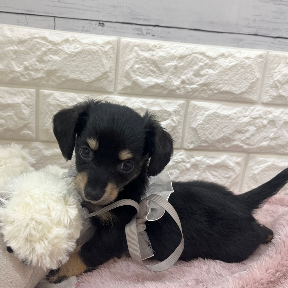 静岡県のチワックス(チワワ×ダックス) (犬の家＆猫の里アミーゴ浜松和田店/2026年2月15日生まれ/女の子/ブラックタン)の子犬の4枚目の画像