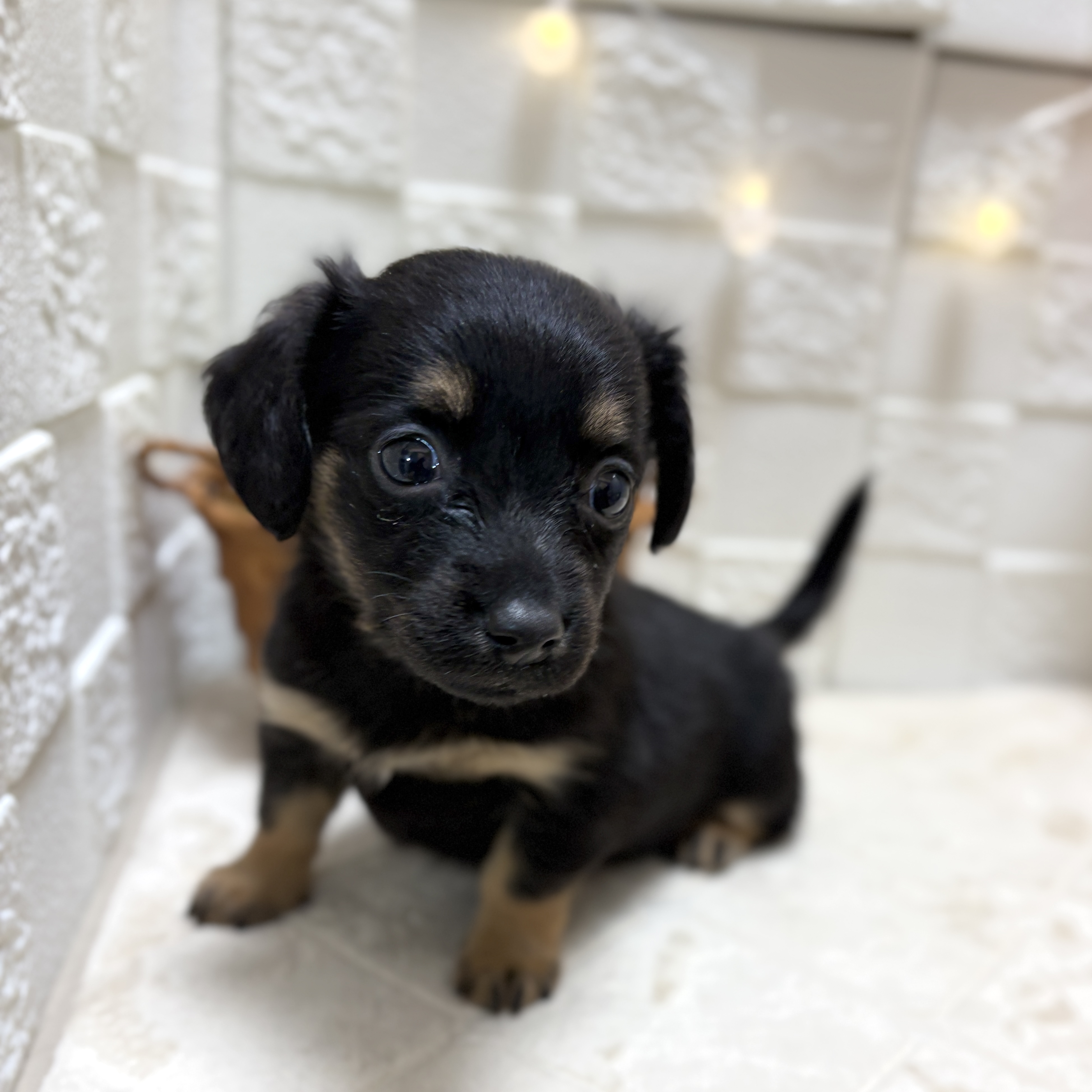 東京都のチワックス(チワワ×ダックス) (犬の家＆猫の里ペットフォレスト小平店/2026年2月15日生まれ/女の子/ブラックタン)の子犬の4枚目の画像