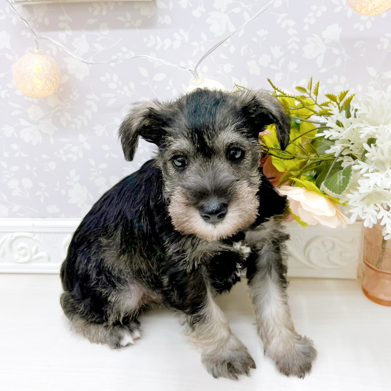 富山県のミニチュアシュナウザー (犬の家＆猫の里アミーゴ山室店/2026年2月16日生まれ/女の子/ソルトペッパー)の子犬の4枚目の画像