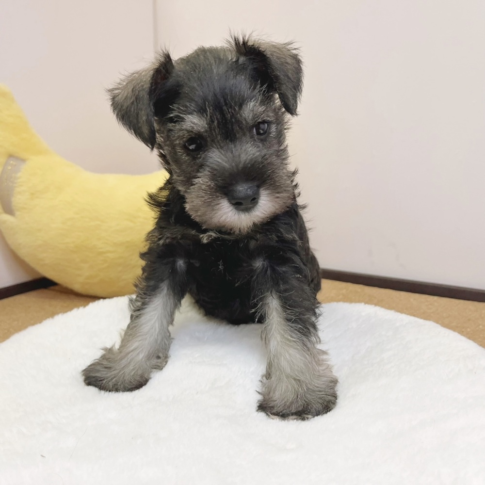 静岡県のミニチュアシュナウザー (犬の家＆猫の里マークイズ静岡店/2026年2月16日生まれ/男の子/ソルトペッパー)の子犬の4枚目の画像