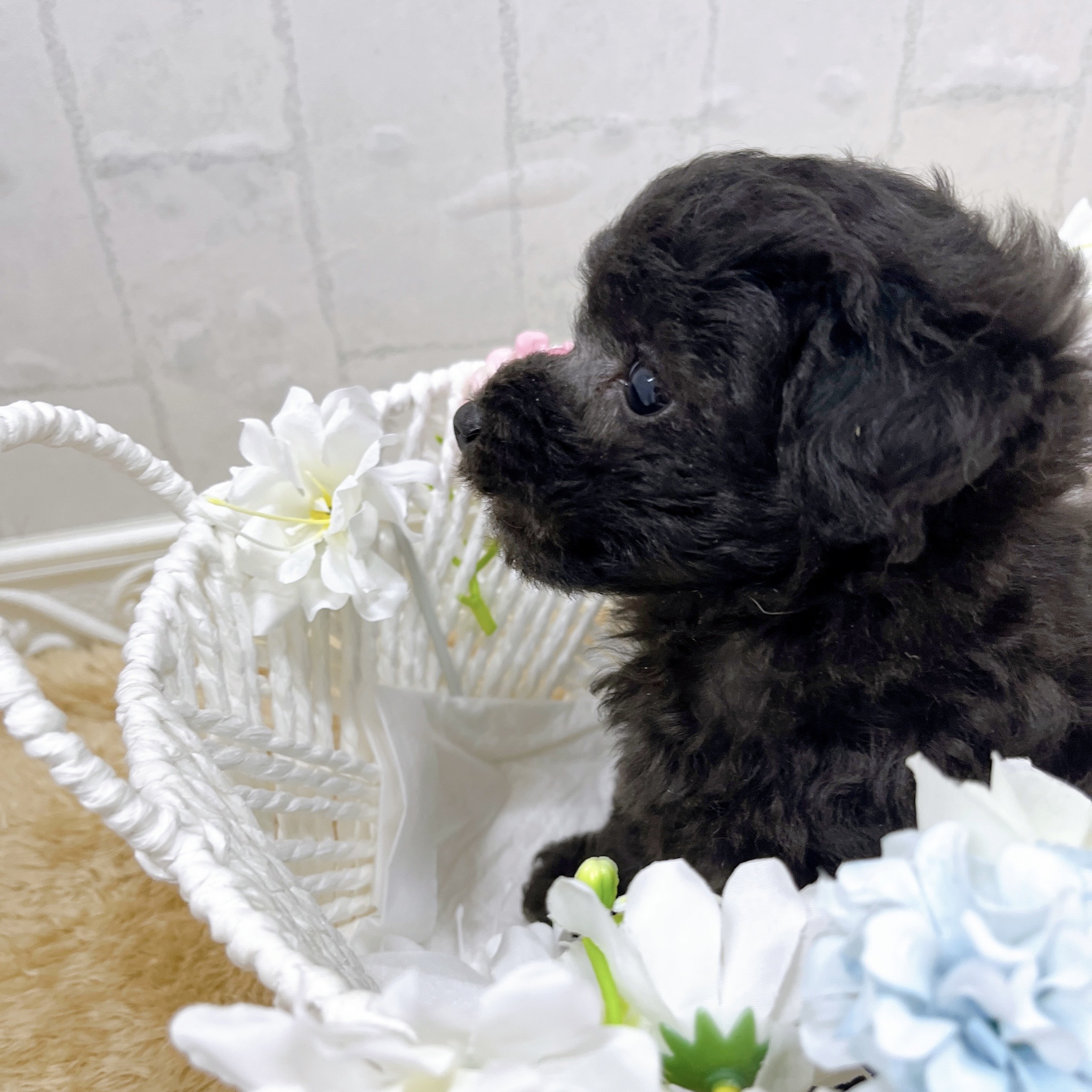 石川県のトイプードル(トイ) (犬の家＆猫の里アミーゴ金沢有松店/2026年2月17日生まれ/男の子/シルバー)の子犬の4枚目の画像