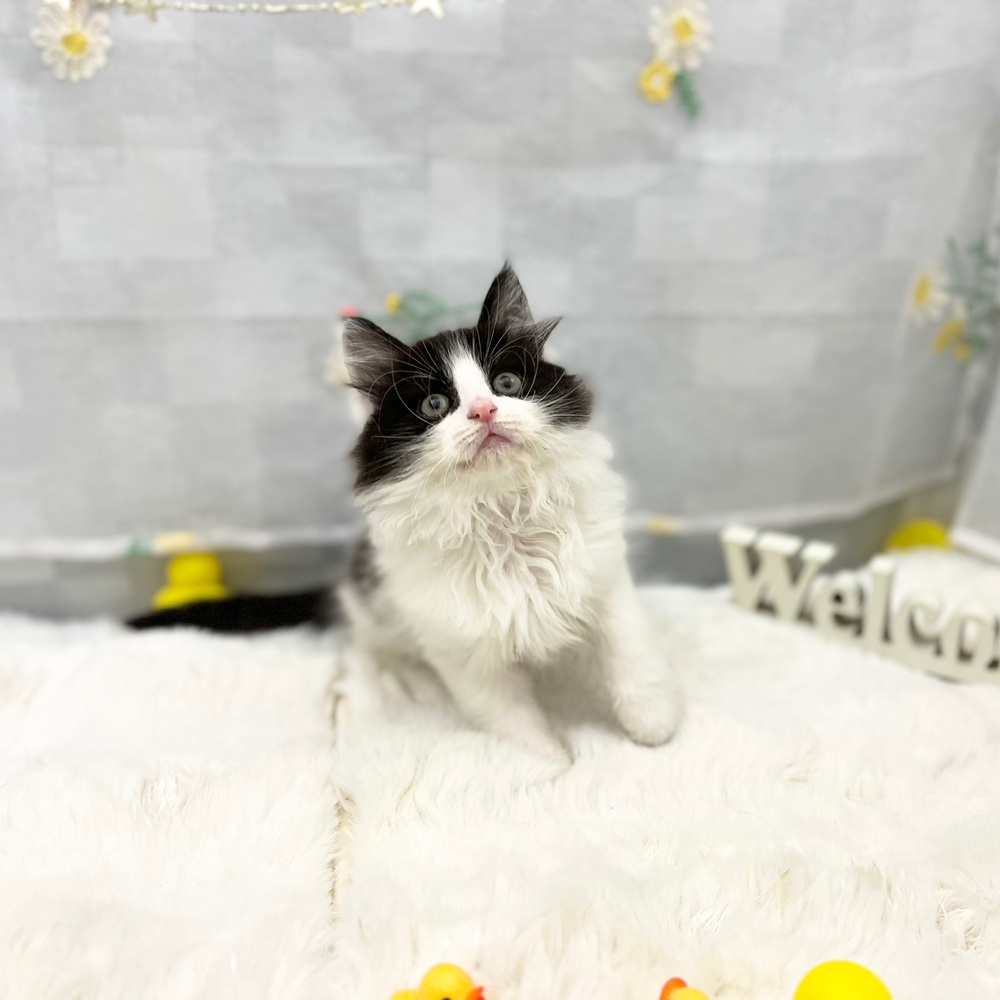 静岡県のノルウェージャンフォレストキャット (犬の家＆猫の里MEGAドン・キホーテ袋井店/2026年2月15日生まれ/男の子/ブラックホワイト)の子猫の4枚目の画像
