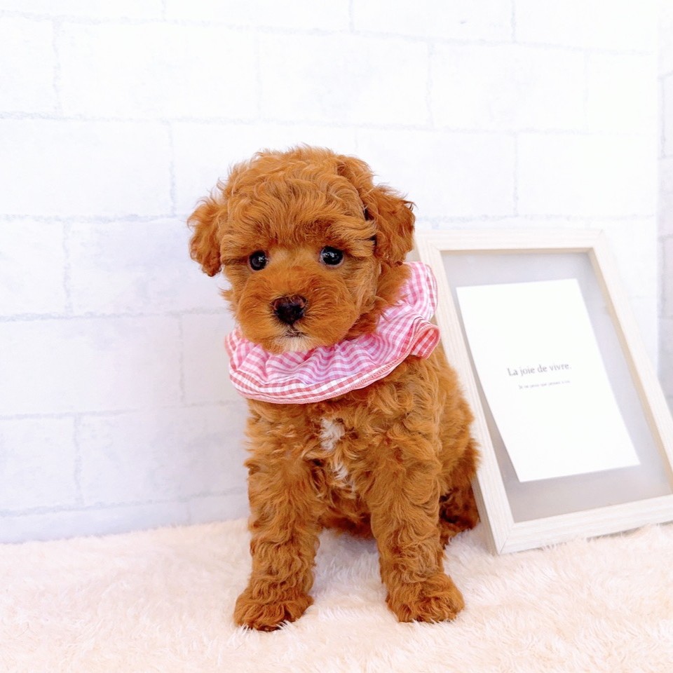 石川県のトイプードル(トイ) (犬の家＆猫の里金沢店/2026年2月11日生まれ/女の子/レッド)の子犬の4枚目の画像