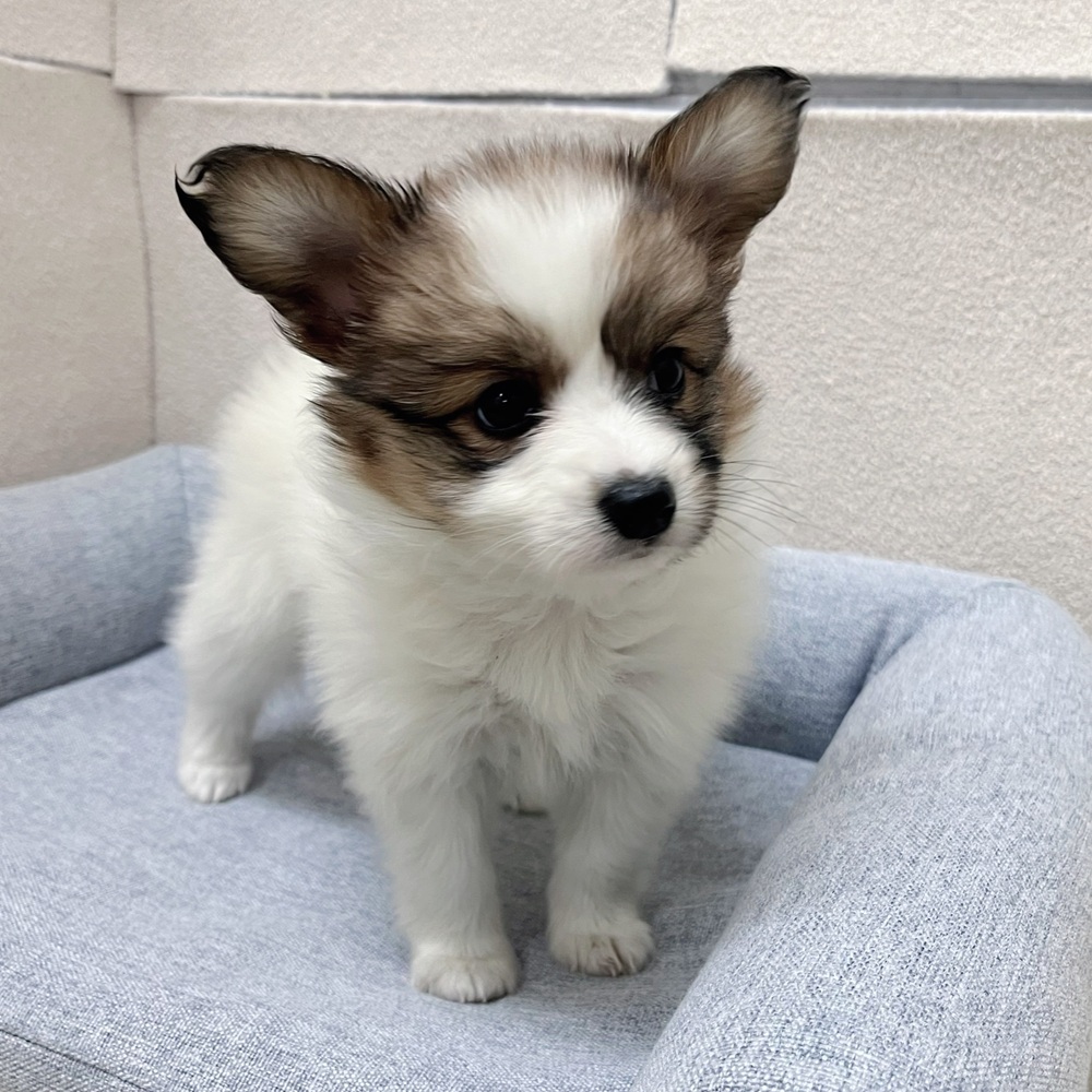 長野県のパピヨン (犬の家＆猫の里塩尻店/2026年2月13日生まれ/女の子/ホワイトブラウン)の子犬の4枚目の画像