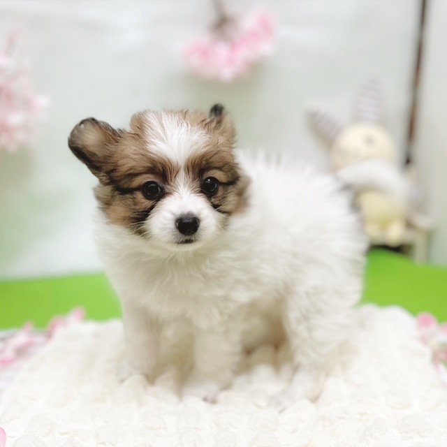 静岡県のパピヨン (犬の家＆猫の里藤枝店/2026年2月13日生まれ/女の子/ホワイトブラウン)の子犬の4枚目の画像