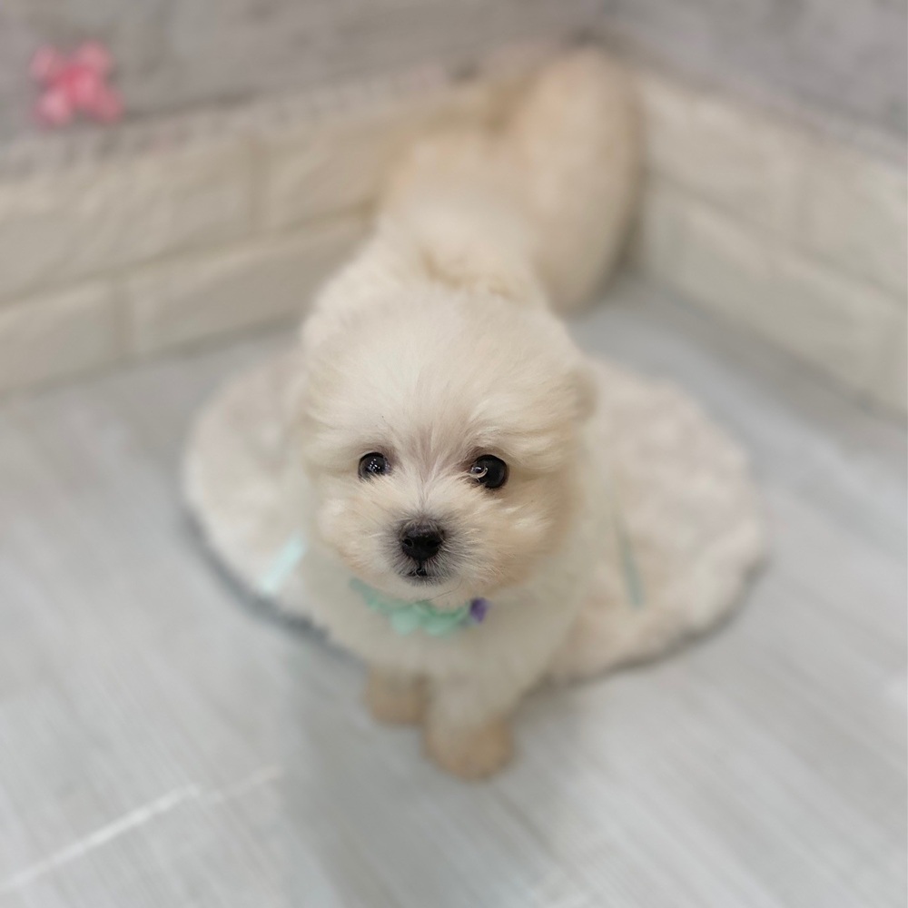 静岡県のポメマル/マルポメ(ポメラニアン×マルチーズ) (犬の家＆猫の里プレ葉ウォーク浜北店/2026年2月16日生まれ/男の子/クリーム)の子犬の4枚目の画像