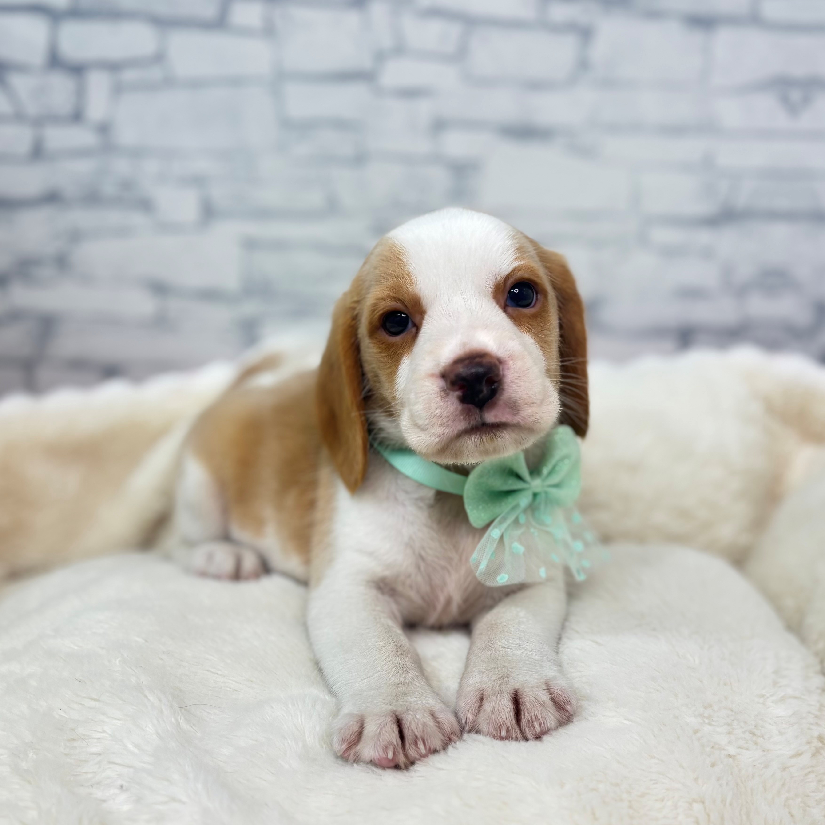 長野県のビーグル (犬の家＆猫の里長野店/2026年2月16日生まれ/男の子/レモンホワイト)の子犬の4枚目の画像