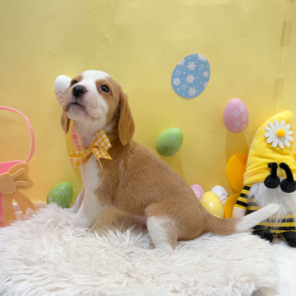 静岡県のビーグル (犬の家＆猫の里富士店/2026年2月16日生まれ/女の子/レモンホワイト)の子犬の4枚目の画像