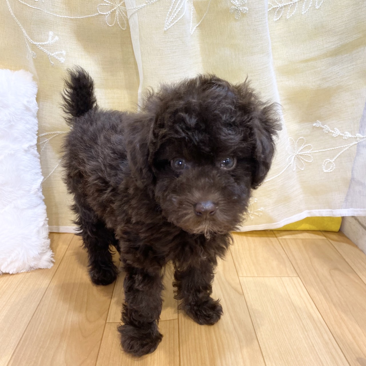 長野県のトイプードル(トイ) (犬の家＆猫の里カインズ梓川店/2026年2月16日生まれ/女の子/ブラウン)の子犬の4枚目の画像