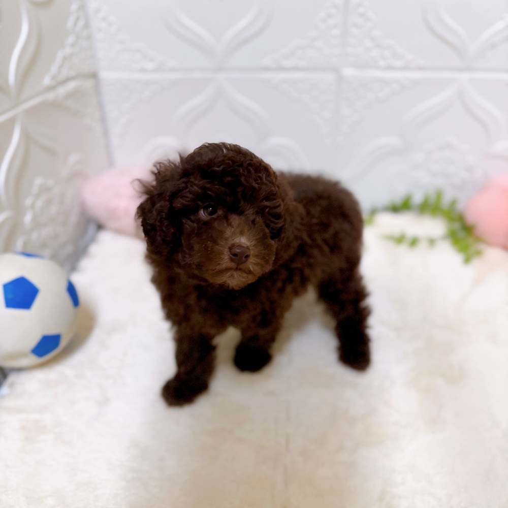 愛知県のトイプードル(トイ) (犬の家＆猫の里岡崎店/2026年2月16日生まれ/男の子/ブラウン)の子犬の4枚目の画像