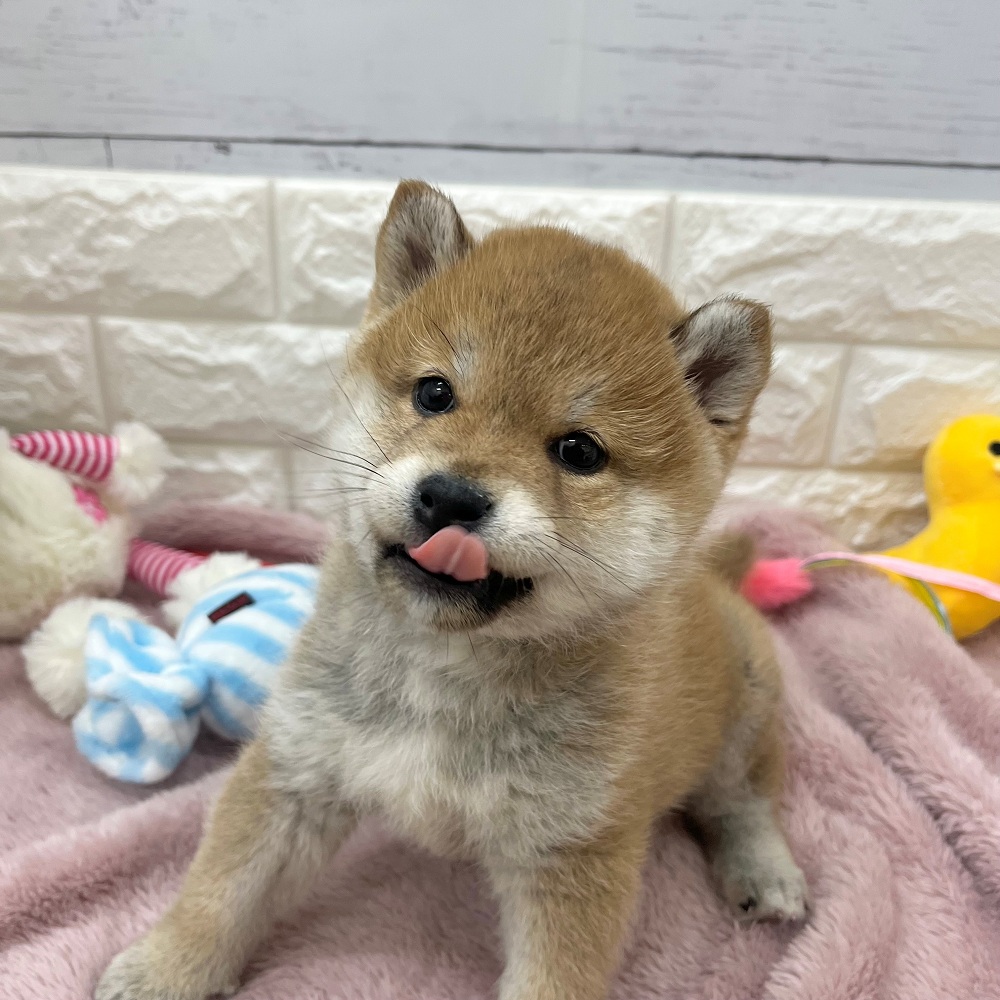静岡県の柴犬(標準サイズ) (犬の家＆猫の里アミーゴ浜松和田店/2026年2月16日生まれ/女の子/赤)の子犬の4枚目の画像