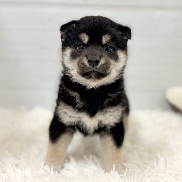 愛知県の柴犬(標準サイズ) (犬の家＆猫の里豊田店/2026年2月16日生まれ/男の子/黒)の子犬の4枚目の画像