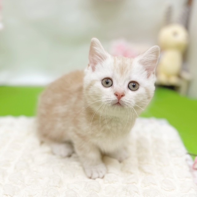 静岡県のマンチカン (犬の家＆猫の里藤枝店/2026年2月14日生まれ/女の子/クリームタビー)の子猫の4枚目の画像