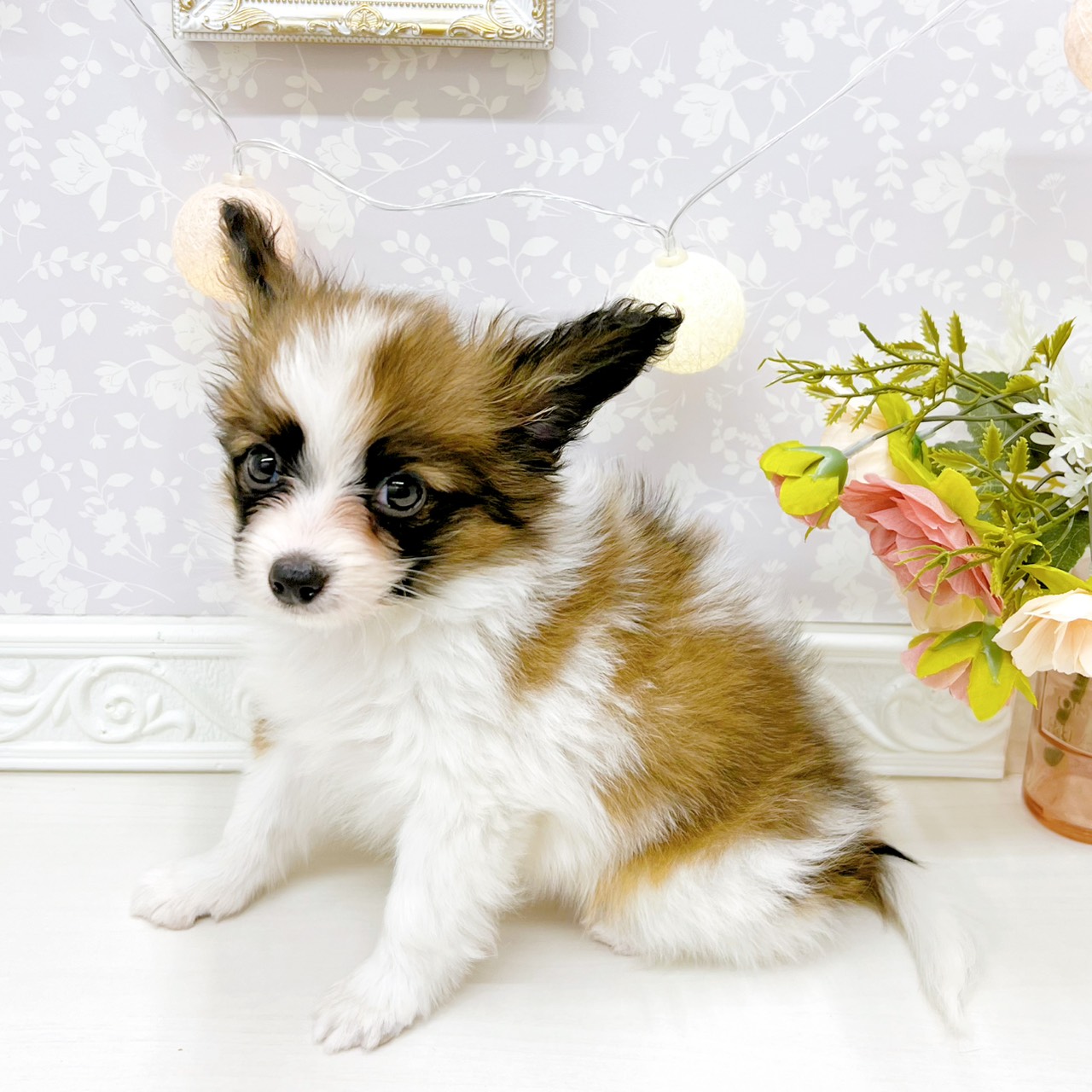 富山県のパピヨン (犬の家＆猫の里アミーゴ山室店/2026年2月16日生まれ/男の子/ホワイトブラウン)の子犬の4枚目の画像