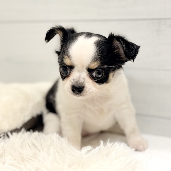 愛知県のチワワ(ロング) (犬の家＆猫の里豊田店/2026年2月16日生まれ/女の子/ホワイトブラックタン)の子犬の4枚目の画像