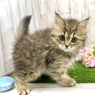 神奈川県のミヌエット (犬の家＆猫の里小田原店/2026年2月14日生まれ/女の子/ブラウンタビー)の子猫の4枚目の画像