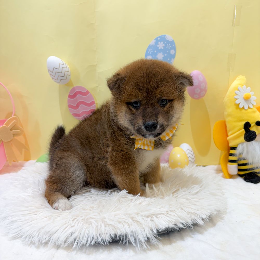 静岡県の柴犬(標準サイズ) (犬の家＆猫の里富士店/2026年2月16日生まれ/男の子/赤)の子犬の4枚目の画像