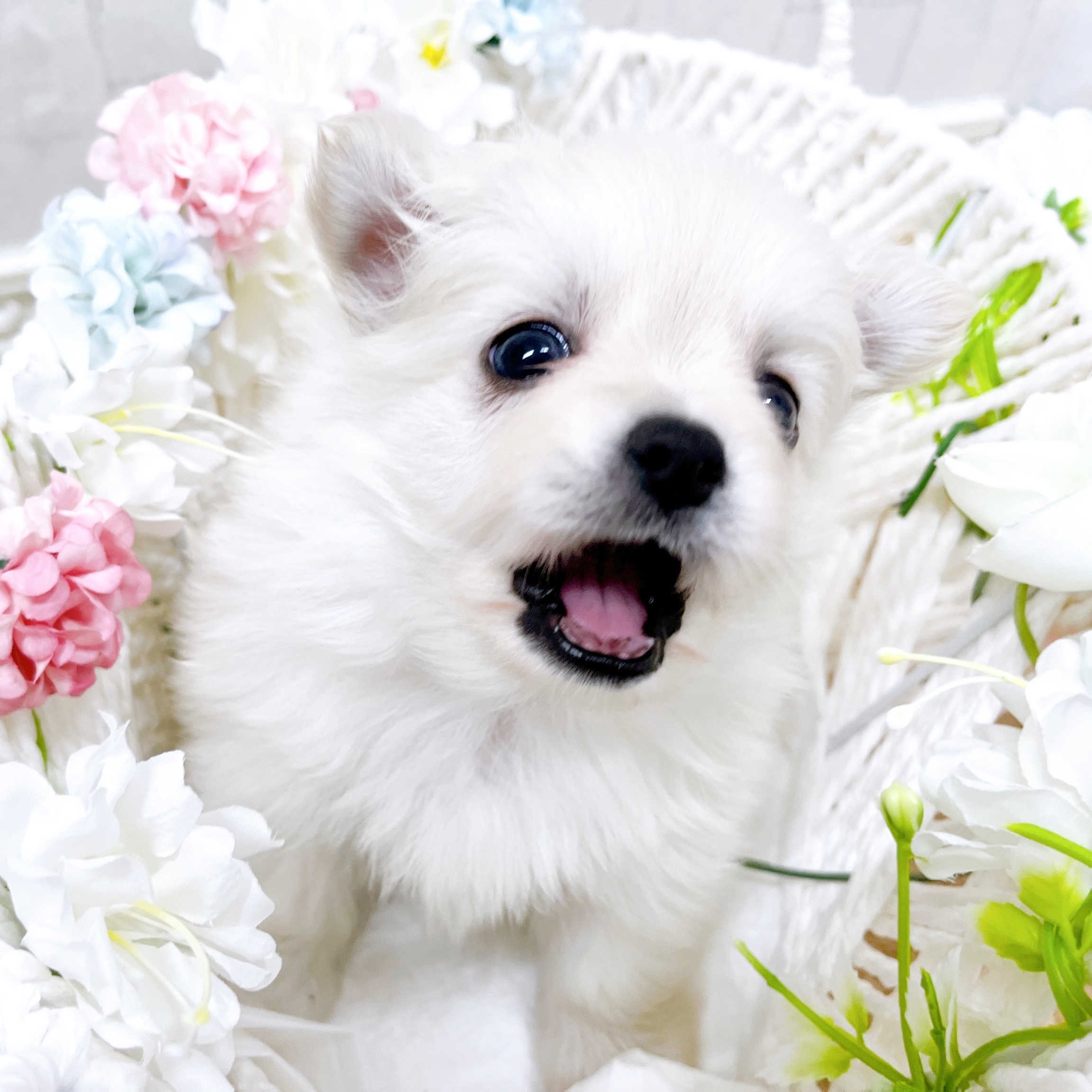 石川県のポメチワ/チワポメ/ポメチー(ポメラニアン×チワワ) (犬の家＆猫の里アミーゴ金沢有松店/2026年2月15日生まれ/女の子/クリーム)の子犬の4枚目の画像