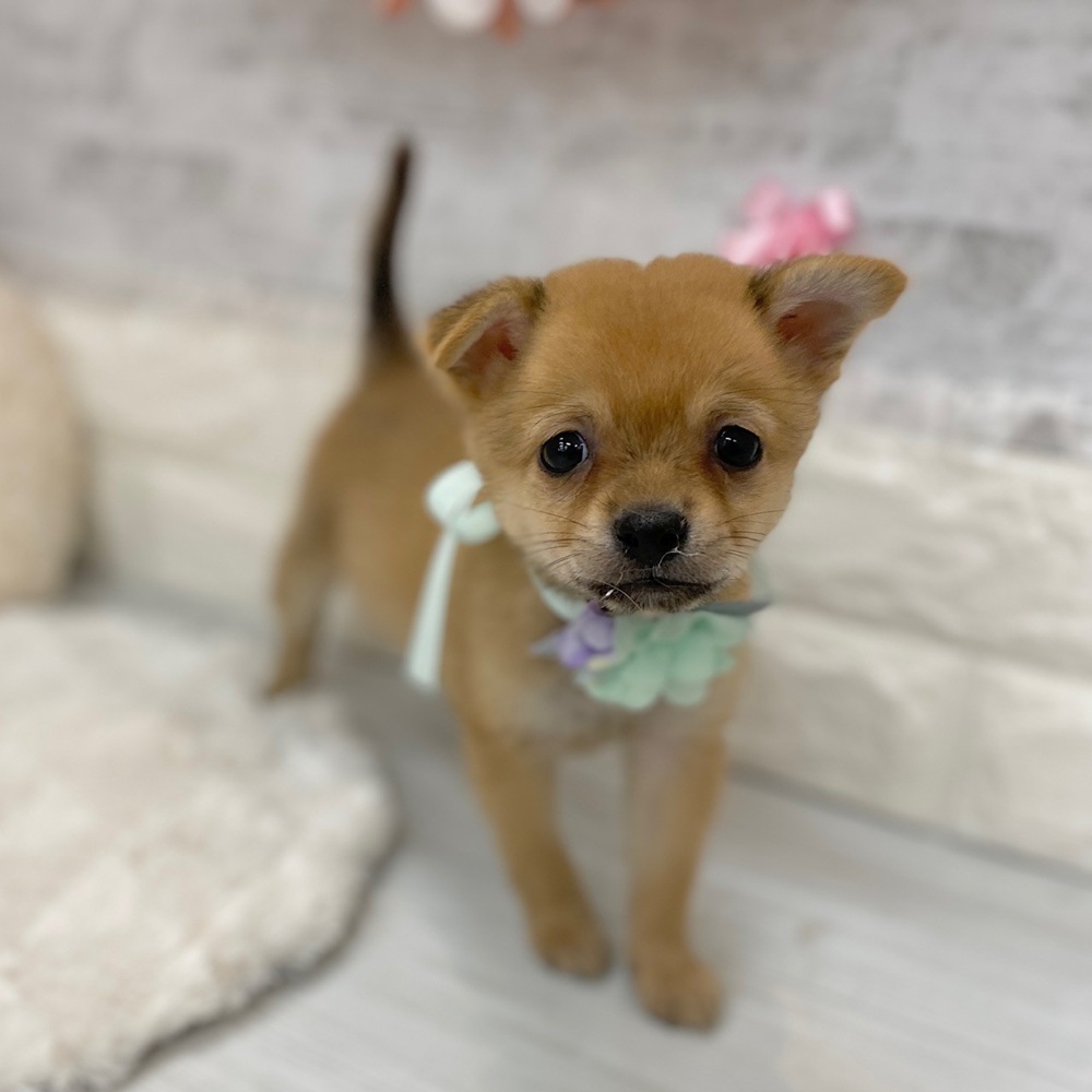 静岡県のチワ柴/柴チワ/チワシバ(チワワ×柴) (犬の家＆猫の里プレ葉ウォーク浜北店/2026年2月16日生まれ/男の子/赤)の子犬の4枚目の画像