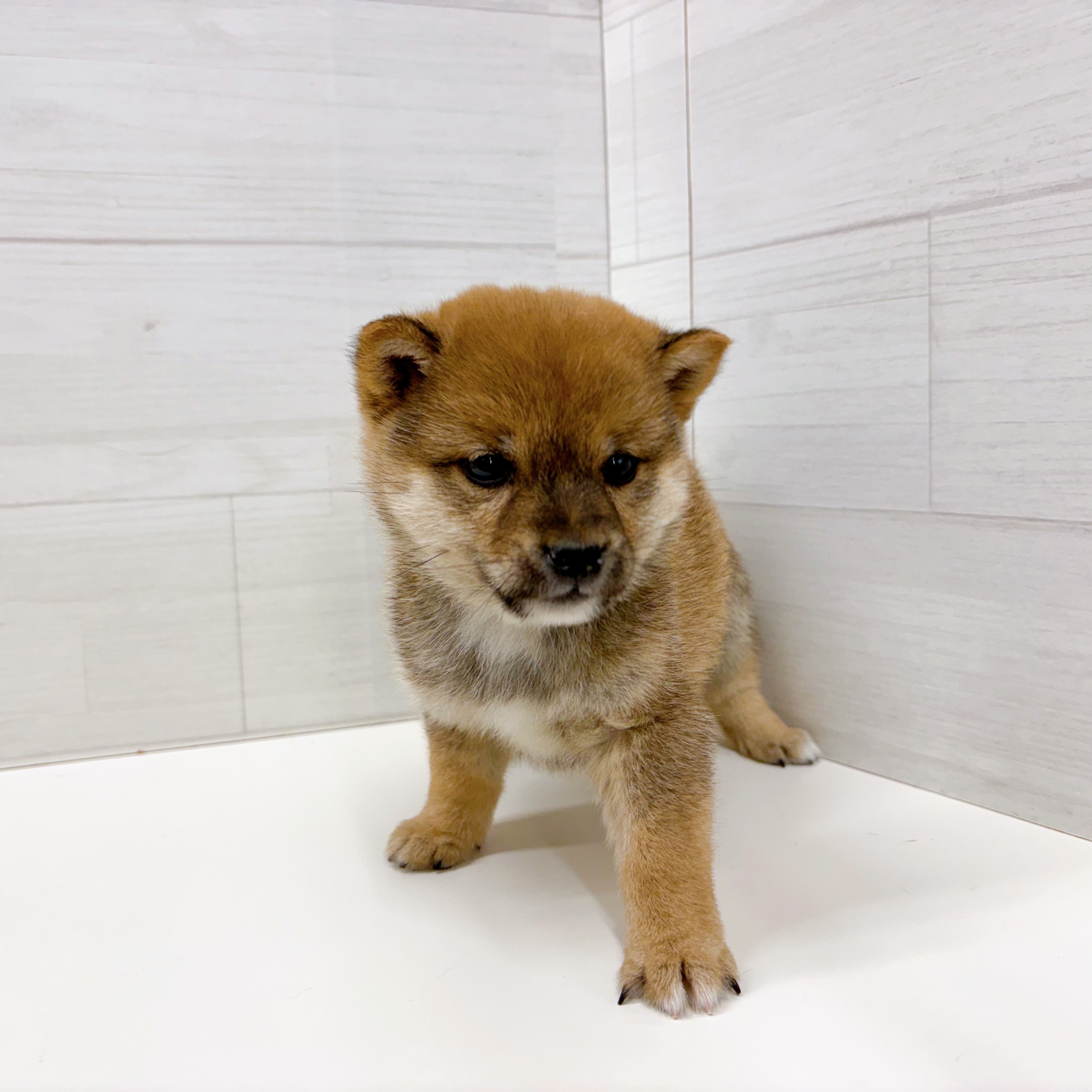 石川県の豆柴 (犬の家＆猫の里アミーゴ金沢おこばた店/2026年2月16日生まれ/男の子/赤)の子犬の4枚目の画像