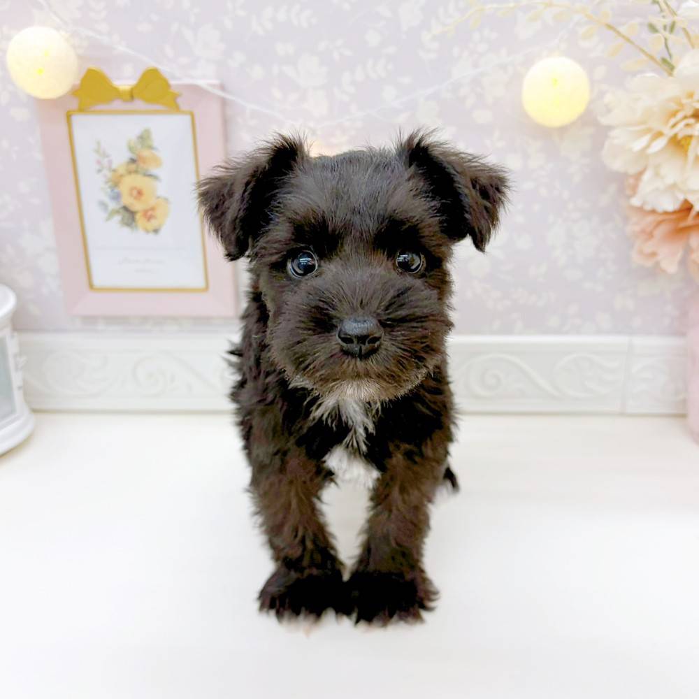 富山県のミニチュアシュナウザー (犬の家＆猫の里富山店/2026年2月14日生まれ/女の子/ブラック)の子犬の4枚目の画像