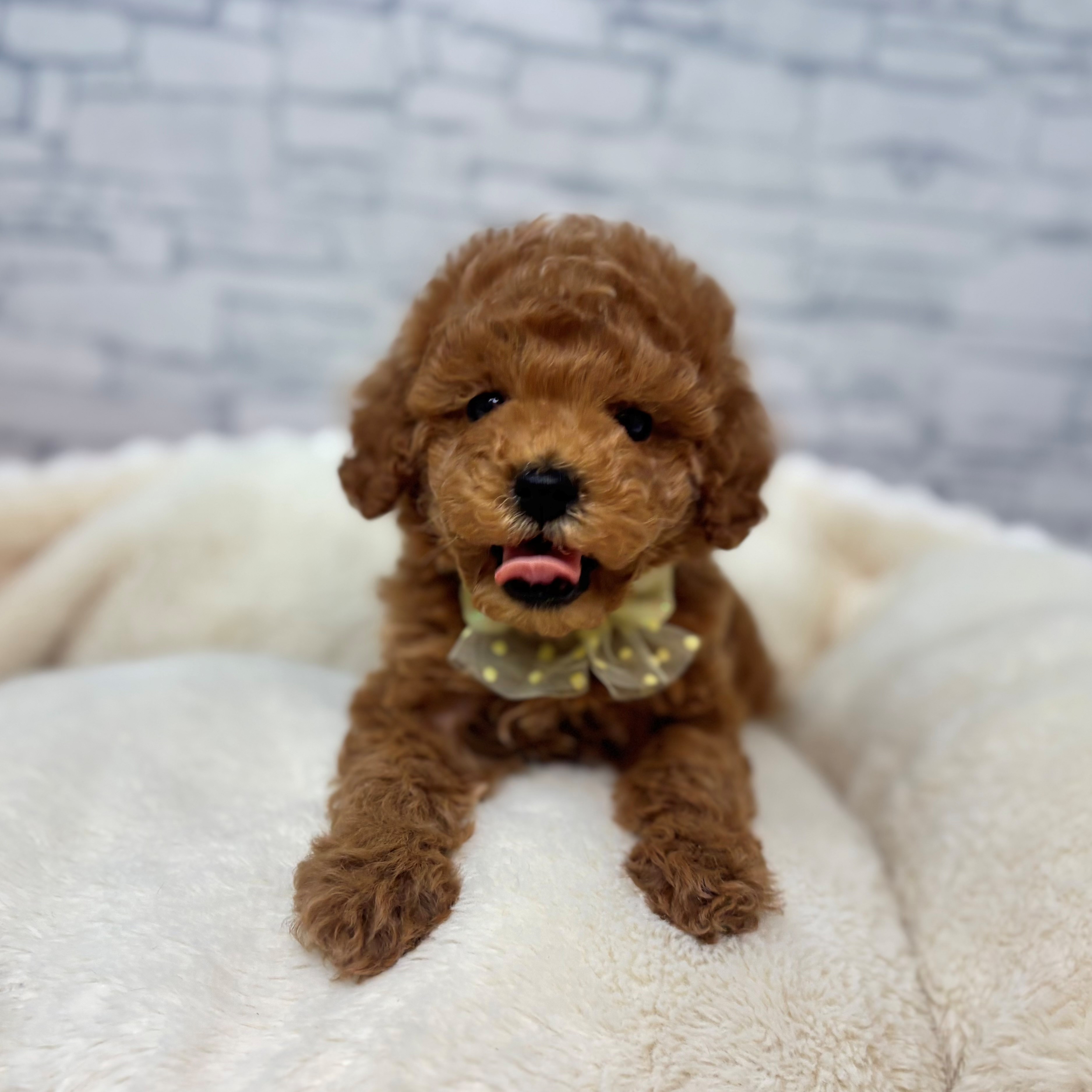 長野県のトイプードル(トイ) (犬の家＆猫の里長野店/2026年2月14日生まれ/男の子/レッド)の子犬の4枚目の画像