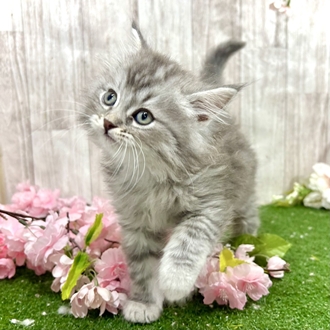 神奈川県のサイベリアン (犬の家＆猫の里小田原店/2026年2月15日生まれ/男の子/シルバータビー)の子猫の4枚目の画像