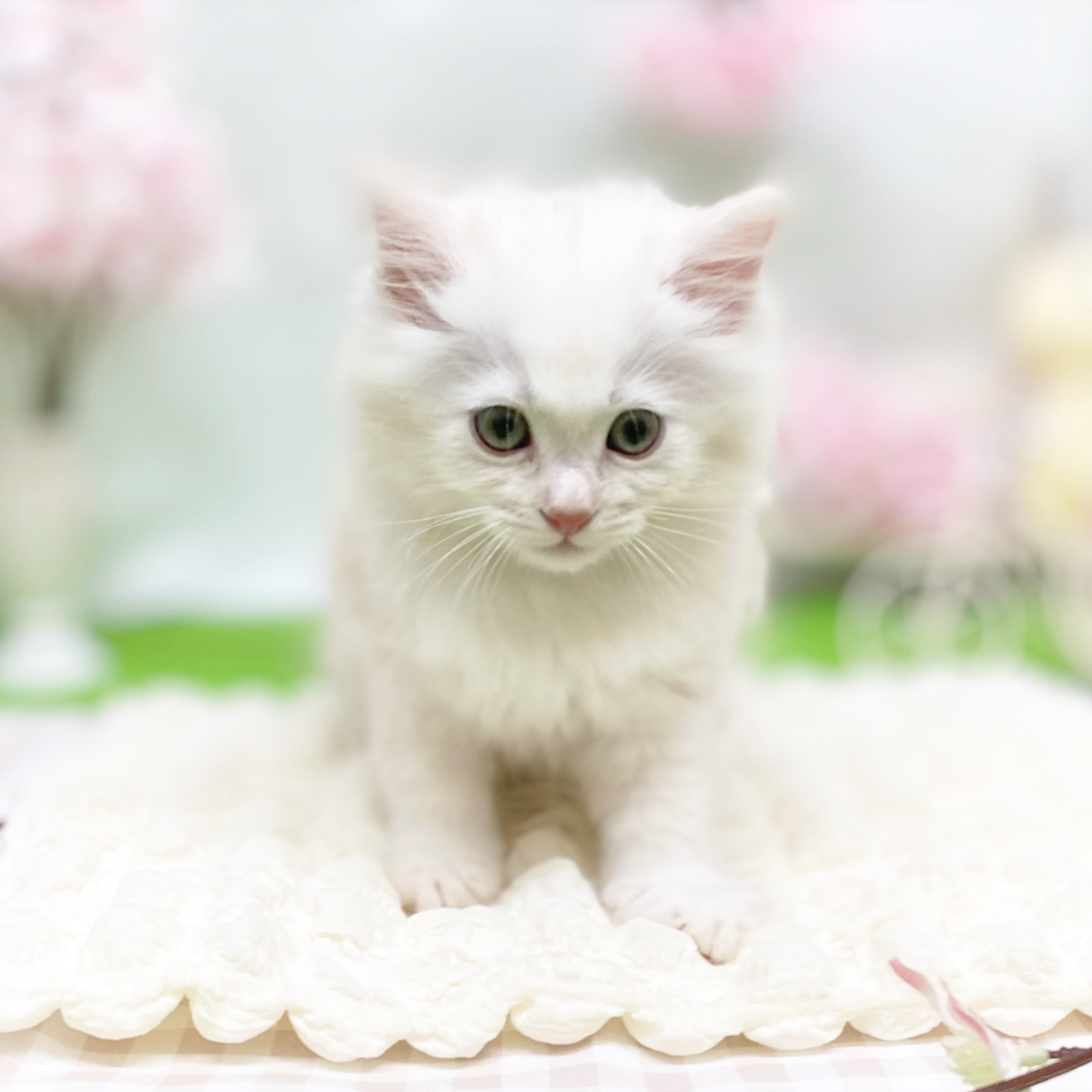 静岡県のサイベリアン (犬の家＆猫の里藤枝店/2026年2月15日生まれ/女の子/クリームタビー)の子猫の4枚目の画像