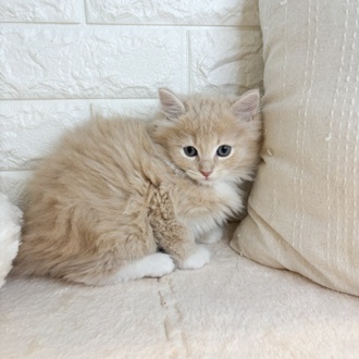 東京都のサイベリアン (犬の家＆猫の里新宿店/2026年2月15日生まれ/男の子/クリームタビー)の子猫の4枚目の画像