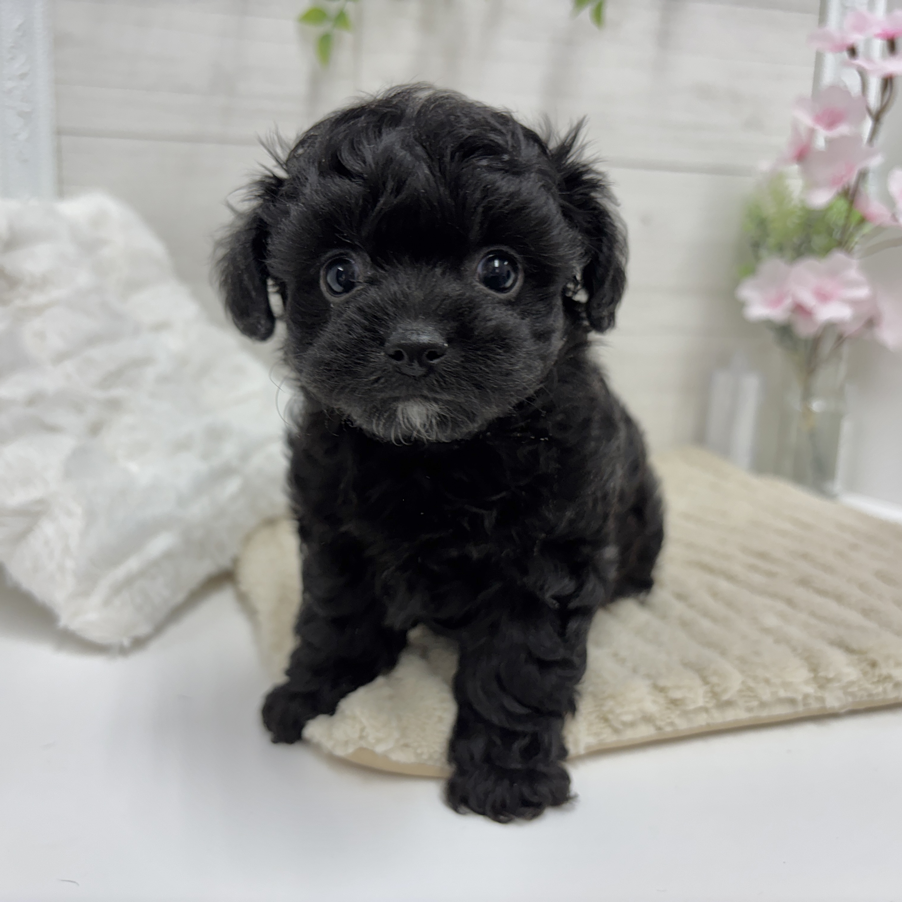 神奈川県のチワプー/プーチー(チワワ×プードル) (犬の家＆猫の里相模原店/2026年2月15日生まれ/男の子/ブラック)の子犬の4枚目の画像